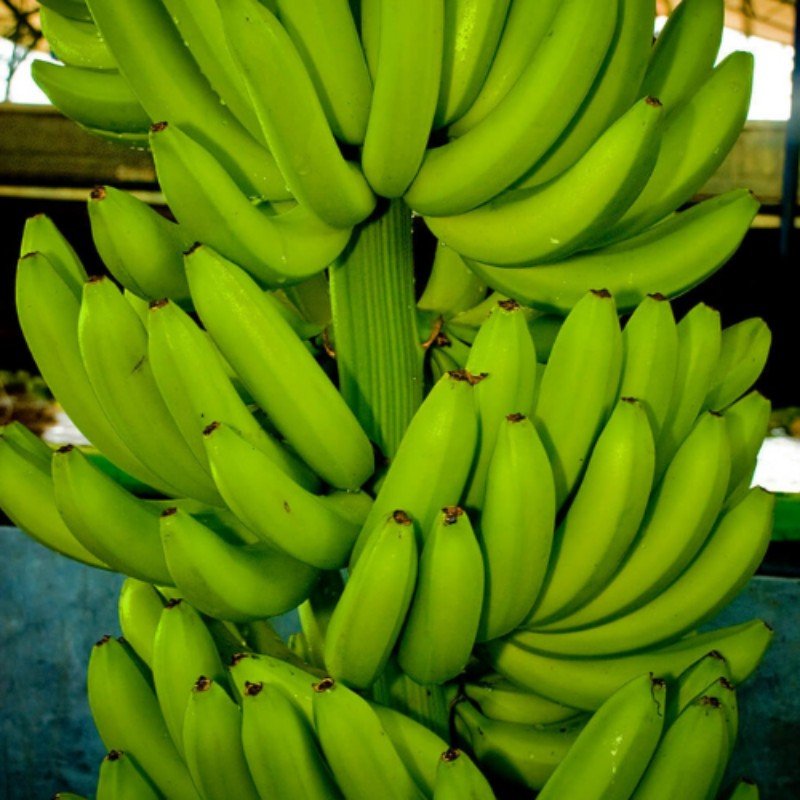 Fresh Bananas - Areeqa Enterprises